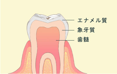 エナメル質・象牙質・歯髄